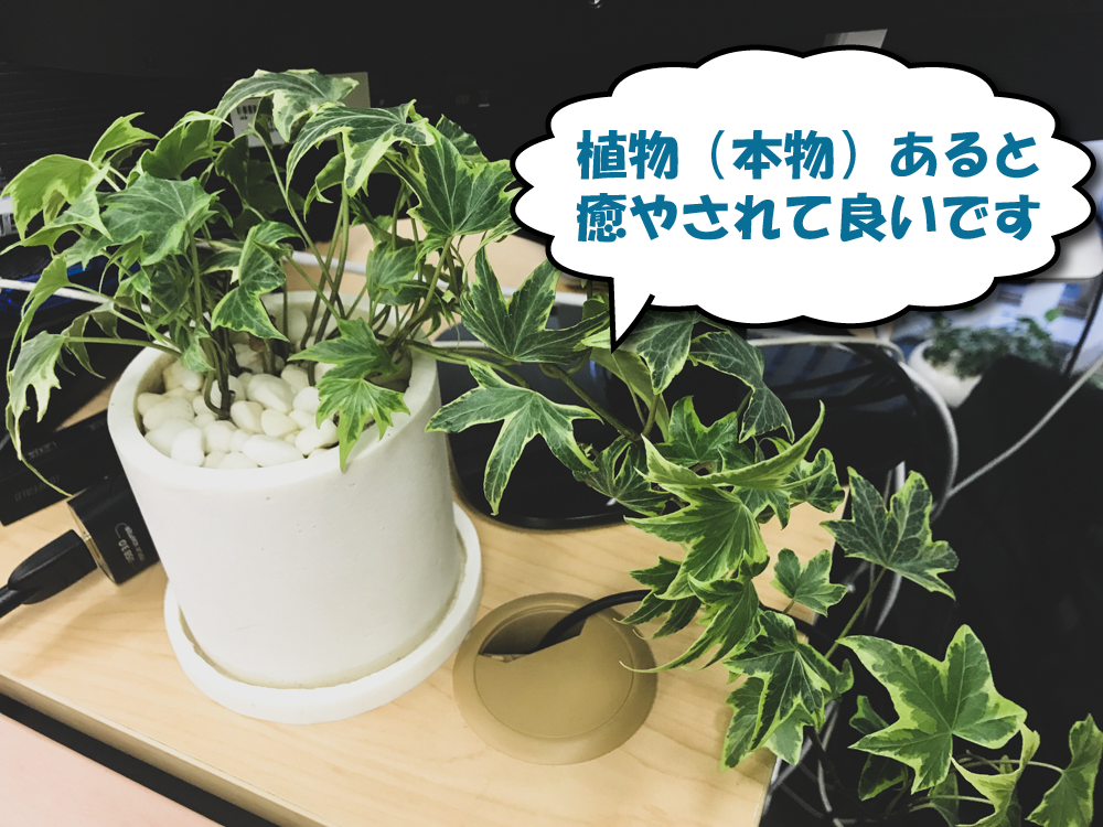 オフィスデスクに観葉植物