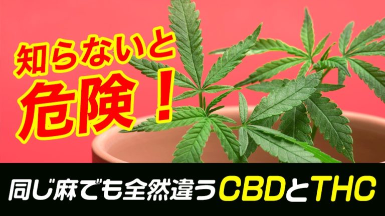 彼らはどこから来たのでしょうか？