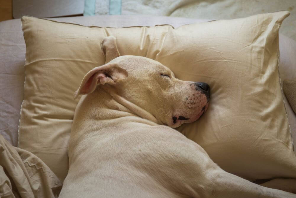 枕を使って安眠している犬