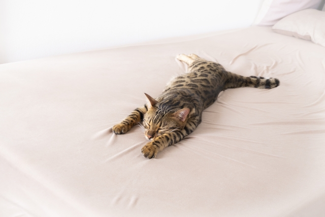 マットレスプロテクターでベッドメイクしたベッドで寛ぐ猫