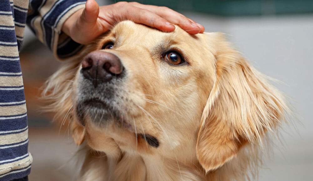 5. 小さなお子さま単独での使用・ペットへの使用